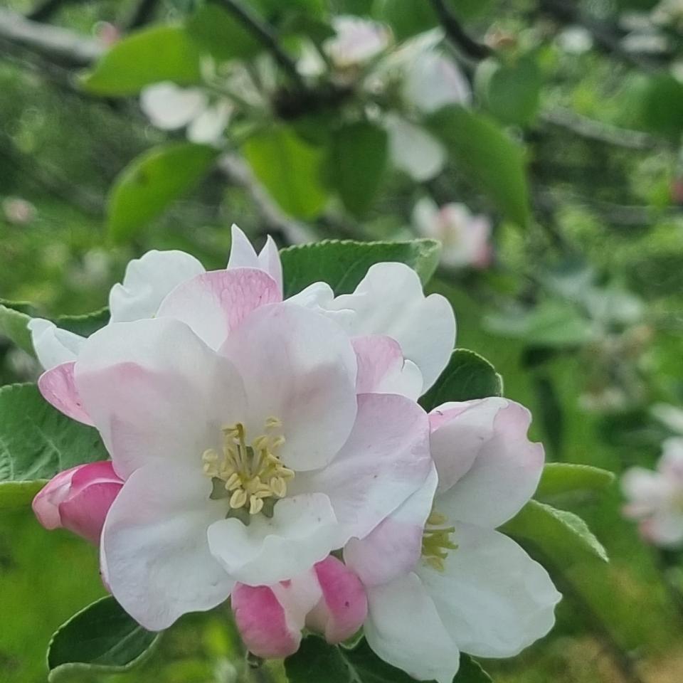 floreciendo